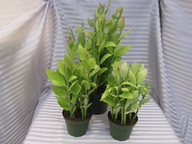 Pedilanthus